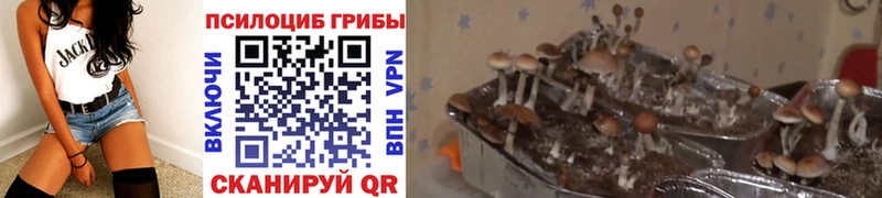 наркошоп  дарк нет клад  Галлюциногенные грибы прущие грибы  Менделеевск 